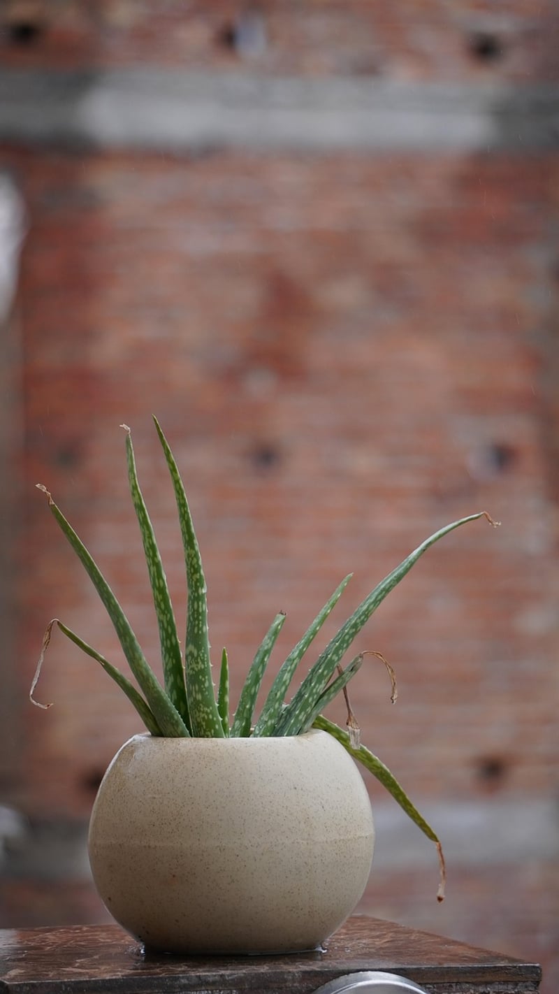 Mini Succulent Terrariums