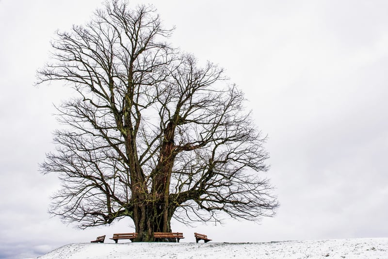 Fairytale Tree Canopy